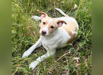 Lola - kleine Lachmaus  sucht ihr großes Glück