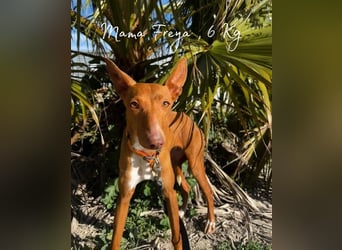 Okal - kleine Entdeckerin auf dem Weg ins Glück