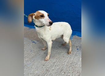 Ria, eine kleine zarte Podenca