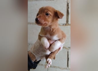 Bianca, kleines Mädchen sucht ihr Glück