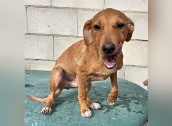 Tibs, sucht ein warmes Körbchen über den Winter