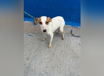 Ria, eine kleine zarte Podenca