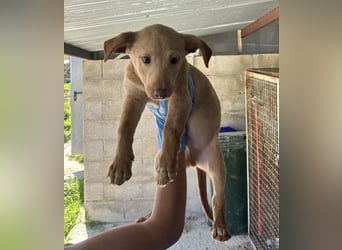 Puma, neugieriger Welpenbube ist bereit die Welt zu entdecken