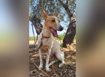 Suki, wartet auf sein großes Glück