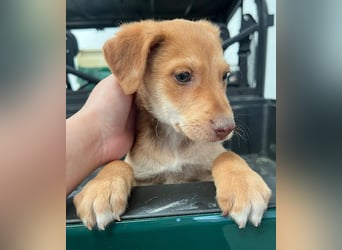 Ein verspieltes Herz auf der Suche: Bimba wartet auf ihre Familie!