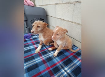 Carlos, bringt gute Laune ins neue Heim