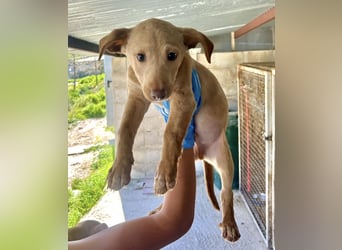 Puma, neugieriger Welpenbube ist bereit die Welt zu entdecken