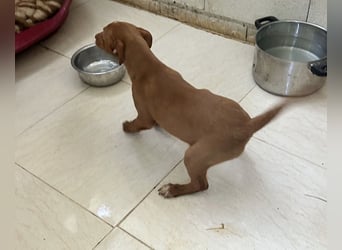 Okal - kleine Entdeckerin auf dem Weg ins Glück