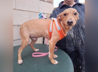 Tibs, sucht ein warmes Körbchen über den Winter