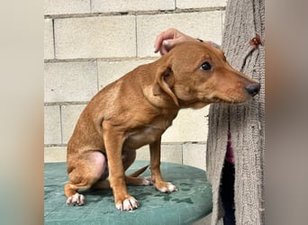 Tibs, sucht ein warmes Körbchen über den Winter