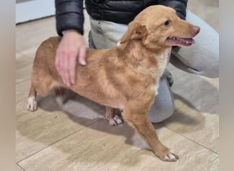 Hugo – Der Podenco auf kurzen Beinen und mit ganz großem Charme!