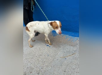 Baloo, wünscht sich ein sicheres Zuhause