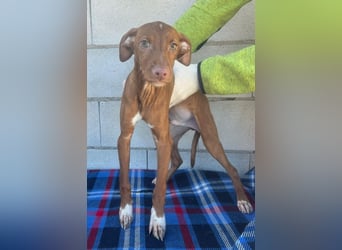 Dolce , Junger Entdecker sucht sein Für-immer-Zuhause