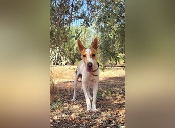 Suki, wer gibt ihm eine Chance auf ein Körbchen