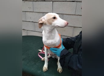 Matias, ein zarter Podi Bube