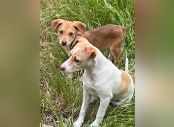Lola - kleine Lachmaus  sucht ihr großes Glück