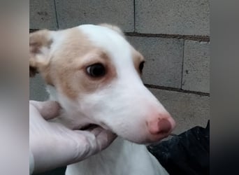 Matias, ein zarter Podi Bube