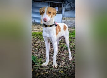 Casillas, verschmust und absolut liebenswert