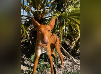 Okal - kleine Entdeckerin auf dem Weg ins Glück