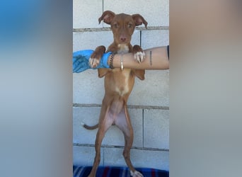 Gabbana - kleine weiße Pfötchen auf dem Weg ins große Glück