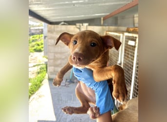 Okal - kleine Entdeckerin auf dem Weg ins Glück