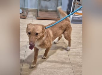 Hugo – Der Podenco auf kurzen Beinen und mit ganz großem Charme!