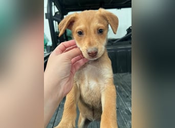 Ein verspieltes Herz auf der Suche: Bimba wartet auf ihre Familie!