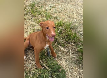 Okal - kleine Entdeckerin auf dem Weg ins Glück