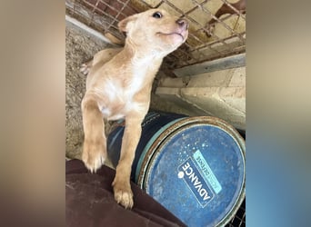 Puma, neugieriger Welpenbube ist bereit die Welt zu entdecken