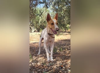 Suki, wartet auf sein großes Glück