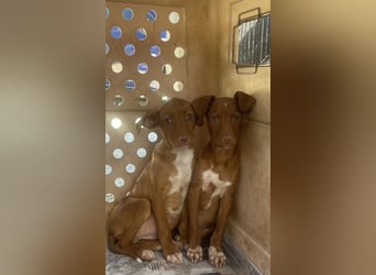 Gabbana - kleine weiße Pfötchen auf dem Weg ins große Glück