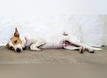 Suki, wer gibt ihm eine Chance auf ein Körbchen