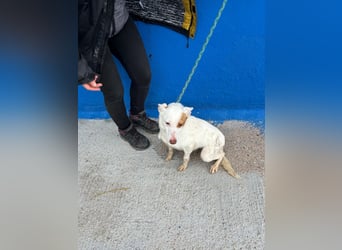 Luni – Ein zartes Podencoherz sucht endlich Sicherheit und Liebe