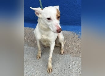 Luni – Ein zartes Podencoherz sucht endlich Sicherheit und Liebe