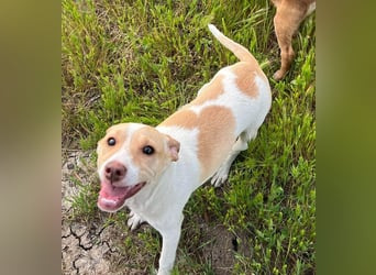 Lola - kleine Lachmaus  sucht ihr großes Glück