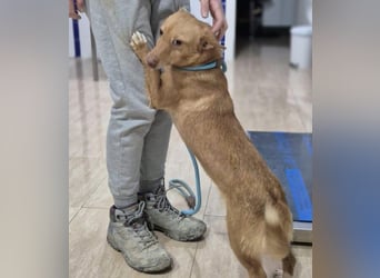 Hugo – Der Podenco auf kurzen Beinen und mit ganz großem Charme!