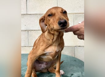 Tibs, sucht ein warmes Körbchen über den Winter