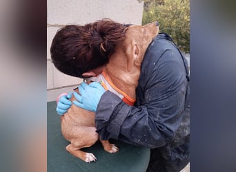 Tibs, sucht ein warmes Körbchen über den Winter