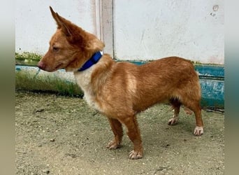 Hugo – Der Podenco auf kurzen Beinen und mit ganz großem Charme!