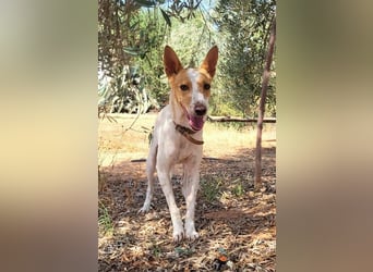 Suki, wartet auf sein großes Glück