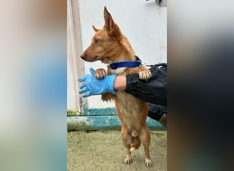 Hugo – Der Podenco auf kurzen Beinen und mit ganz großem Charme!