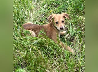 Ein verspieltes Herz auf der Suche: Bimba wartet auf ihre Familie!