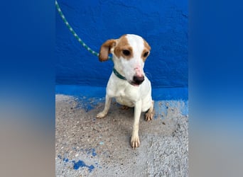 Ria, eine kleine zarte Podenca