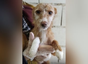 Bianca, verspielt und menschenbezogen