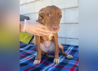 Gabbana - kleine weiße Pfötchen auf dem Weg ins große Glück