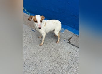 Ria, eine kleine zarte Podenca