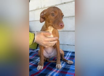 Gabbana - kleine weiße Pfötchen auf dem Weg ins große Glück