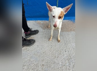 Luni – Ein zartes Podencoherz sucht endlich Sicherheit und Liebe