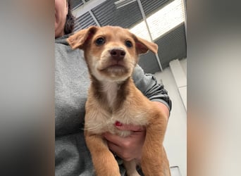 Ein verspieltes Herz auf der Suche: Bimba wartet auf ihre Familie!