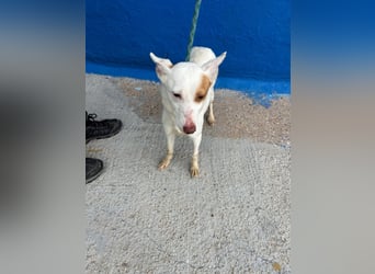 Luni – Ein zartes Podencoherz sucht endlich Sicherheit und Liebe